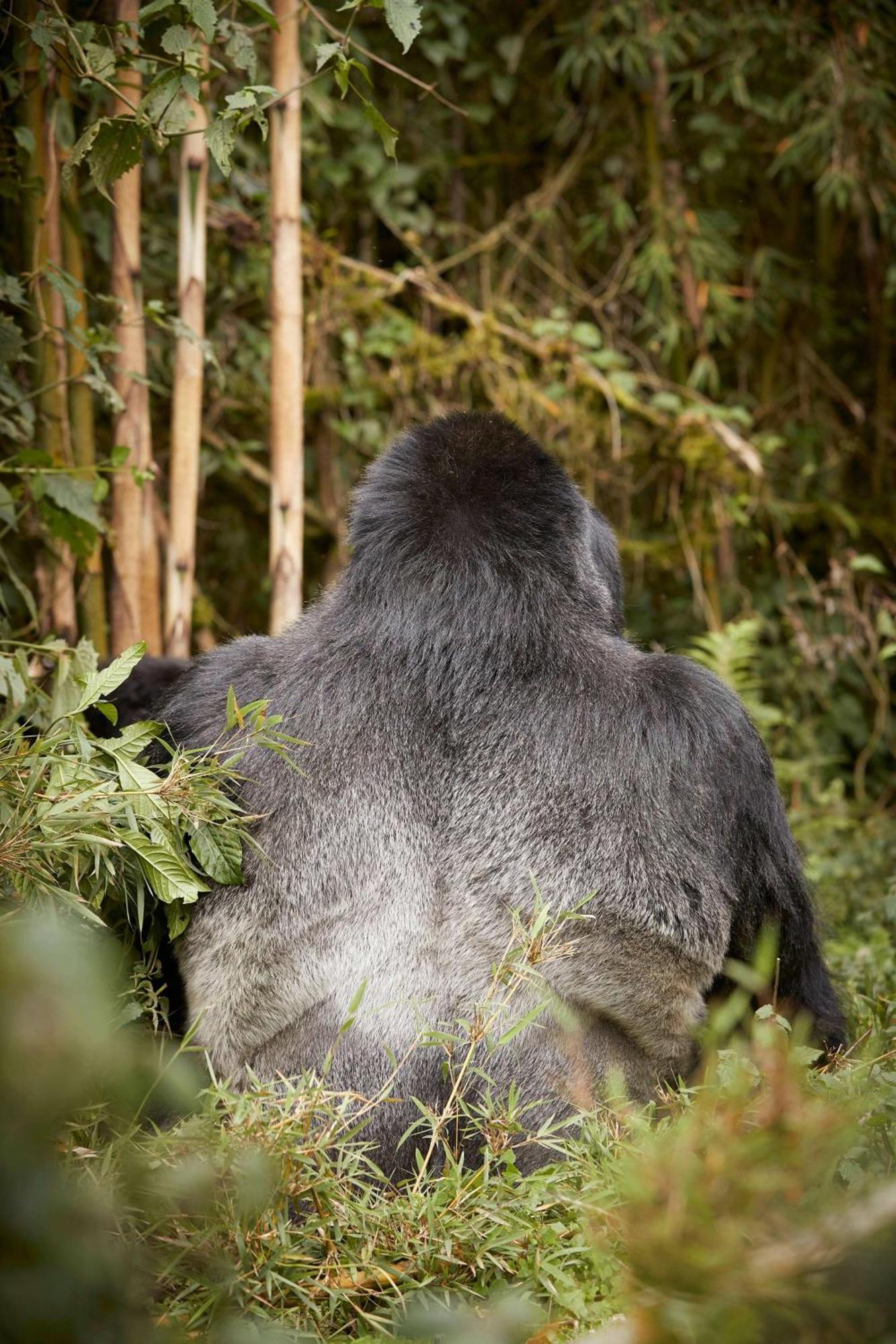 Hotel One&Only Gorilla'S Nest Kinigi Zewnętrze zdjęcie